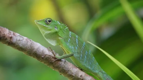 Close up green lizard on the branch  with green nature background Stock Footage 164711472