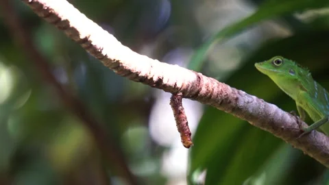 Close up green lizard on the branch  with green nature background Stock Footage 164713313