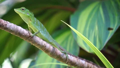 Close up green lizard on the branch  with green nature background Stock Footage 164713566