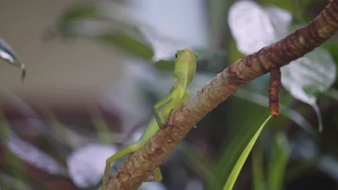 Close up green lizard on the branch  with green nature background Stock Footage 164713738