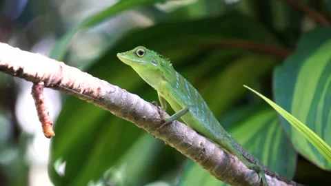 Close up green lizard on the branch  with green nature background Stock Footage 164713867