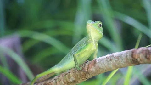 Close up green lizard on the branch  with green nature background Stock Footage 164713887