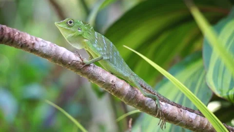 Close up green lizard on the branch  with green nature background Stock Footage 164713979