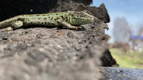 Close-up green lizard closes its eyes to the sun Stock Footage 153270092
