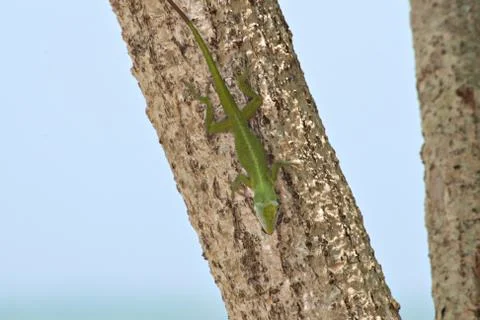 Close up of a green lizard crawling in a tree Stock Photos
