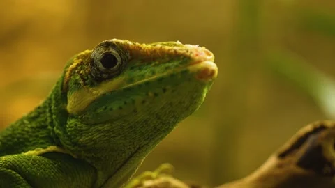 Close up of green lizard  Stock Footage 145257196