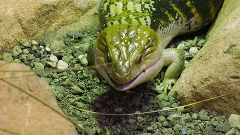 Close up of a green Lizard  Stock Footage 255705531