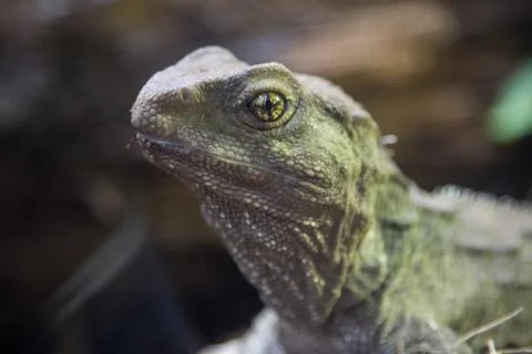 Close up of a green lizard 스톡 사진