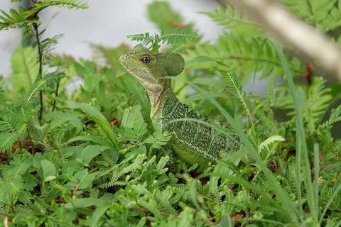Close up of a green Lizard Stock Photos