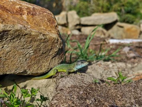 Close-up of a green lizard resting on soil near a rock in a sunlit garden Stock Photos