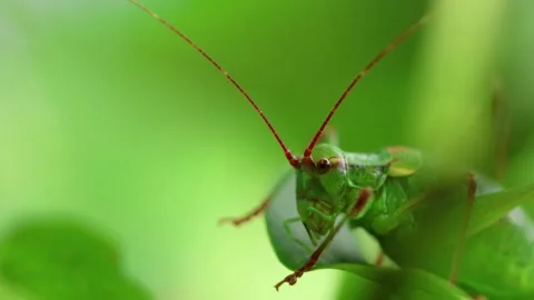 Close up of a green locust on leaf in natural habitat Stock Footage 250111069