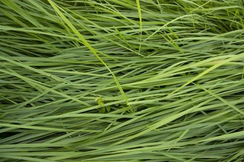 Close-up Green long grass pattern texture can be used as a natural backgrou.. Stock Photos