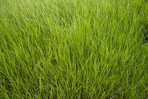 Close-up Green long grass pattern texture can be used as a natural backgrou.. Stock Photos