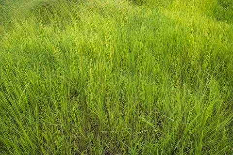 Close-up Green long grass pattern texture can be used as a natural backgrou.. Stock Photos