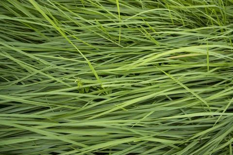 Close-up Green long grass pattern texture can be used as a natural backgrou.. Stock Photos