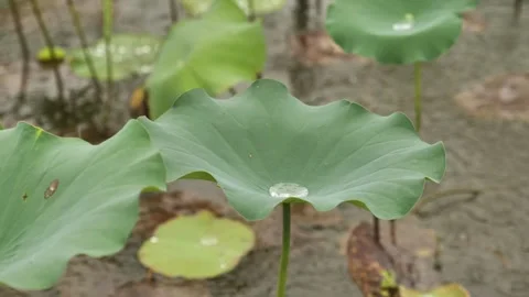 Close-up of a green lotus leaf with several water droplets on it. Stock Footage 310045695