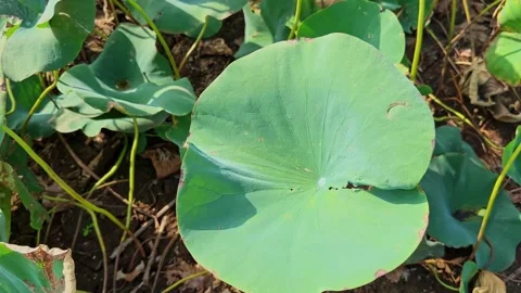Close Up of Green Lotus Leaf Showing Natural Texture in Wetland Habitat Stock Footage 337743487