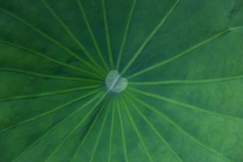 Close up a green lotus leaf texture , use for background Stock Photos