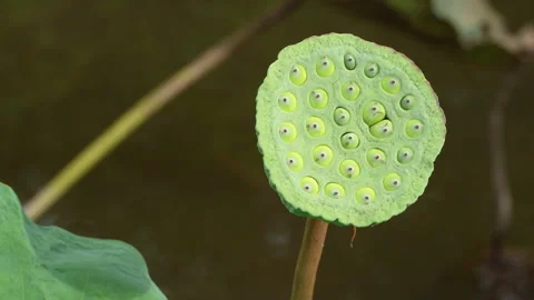 Close-Up Of Green Lotus Seed Pod Growing On Stem In Pond Stock-Footage 337229259