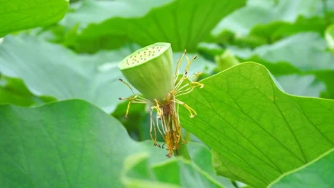 Close up of a green lotus seed pod in a lush summer pond Stock Footage 341955946