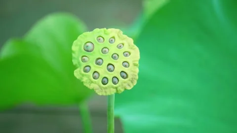Close Up of Green Lotus Seed Pod Swaying Gently in Summer Breeze Stock Footage 342016723
