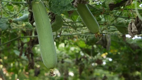 Close up of green luffa vines with long ripe fruits growing on a garden trellis Stock Footage 345101736