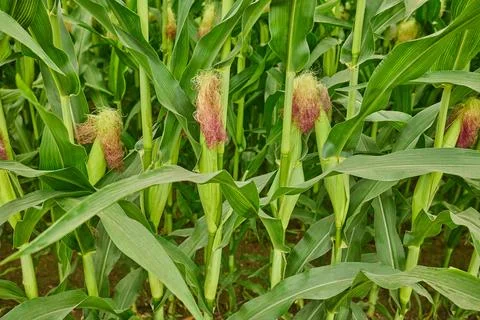 Close-up of green maize corn field plantation In summer agricultural season Stock Photos