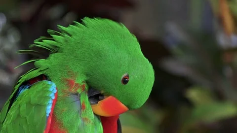 Close up of a green male eclectus parrot preening its feathers 스톡 동영상 79669953