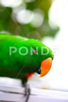 Close up of a green male Eclectus Roratus parrot. native to the Solomon Islan Stock Photos