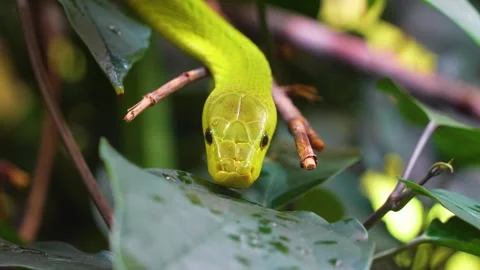 Close up of green mamba crawling  Video stock 254251767