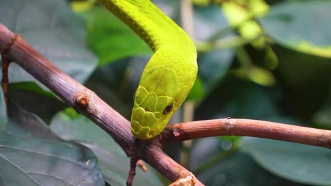 Close up of green mamba snake Stock Footage 254118944