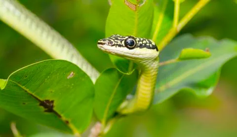 Close-up of green mamba snake on tree, tropical forest, Thailand Stock Photos
