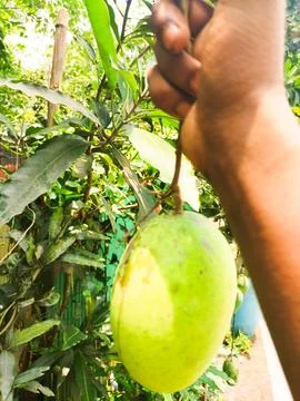 Close up green mango fruit on lush tree branch Stock Photos