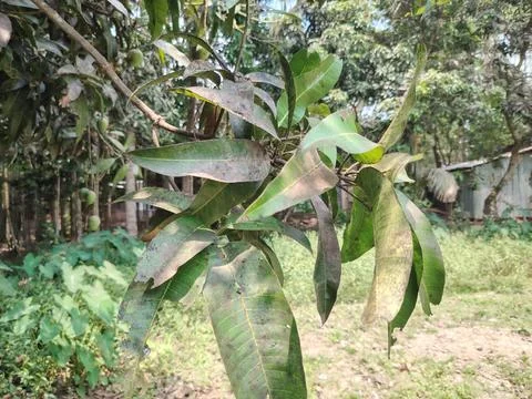Close up of green mango leaves on tree branch in garden with grass and tree.. 스톡 사진