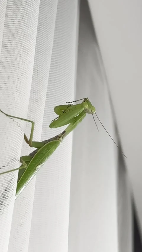 Close-up of a green mantis cleaning its head with its front paws Stock Footage 284022046