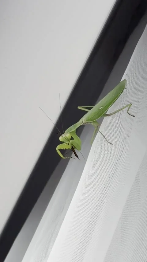 Close-up of a green mantis eating insect with front paws on white curtain Stock Footage 284022158