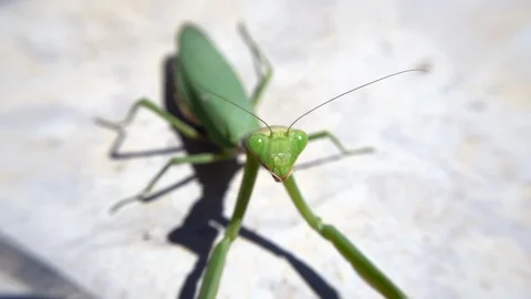 Close-up of a green mantis that touch camera Video stock 117033909