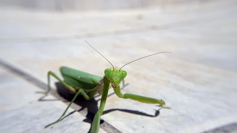 Close-up of a green mantis that walks on ground Stockbeeldmateriaal 117034066