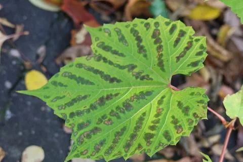 Close-up of a green maple leaf covered in dark fungal spots against blurred.. Stock Photos