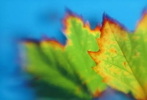 Close-up of green maple leaf during autumn or fall Stock Photos