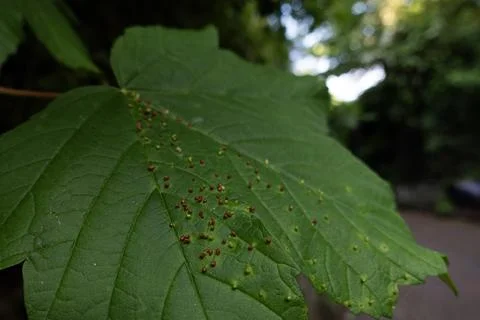 A close-up of a green maple leaf infected with red and green leaf galls cau.. Stock Photos