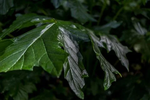 Close up of a green maple leaf Fotos de archivo