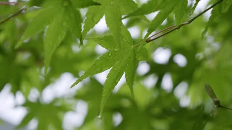 Close up of green maple leaf tree with dripping water Stock Footage 312442041