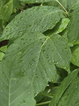 Close-up of green maple leaves covered in fresh raindrops after rain. Stock Photos