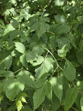 Close-up of green maple leaves covered in fresh raindrops after rain. Fotos de archivo