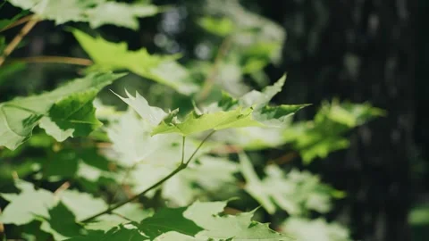 Close-up of green maple leaves in the forest. Beautiful natural landscape Stock Footage 299997776