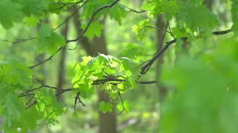 Close-up of green maple leaves gently swaying in the breeze in 4k slow moti.. Stock Footage 282890928