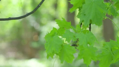 Close-up of green maple leaves gently swaying in the breeze in 4k slow moti.. Stock Footage 282890996