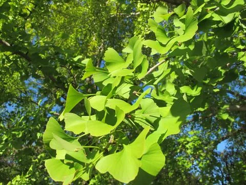 Close up green maple leaves 写真素材