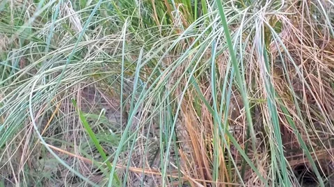 Close up green meadow with beach background, tilt up from shell remains to Stockbeeldmateriaal 265169127